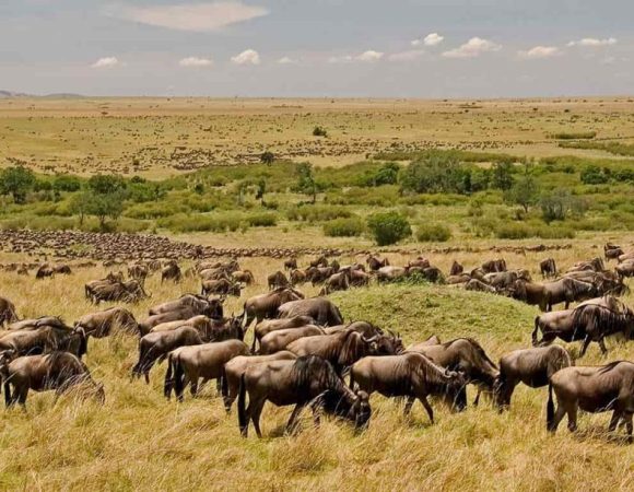Best Time to Visit Kenya for a Safari
