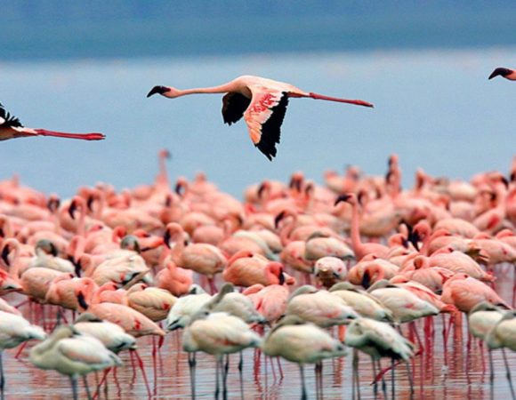 3-Day Private Lake Nakuru – Lake Naivasha Tour