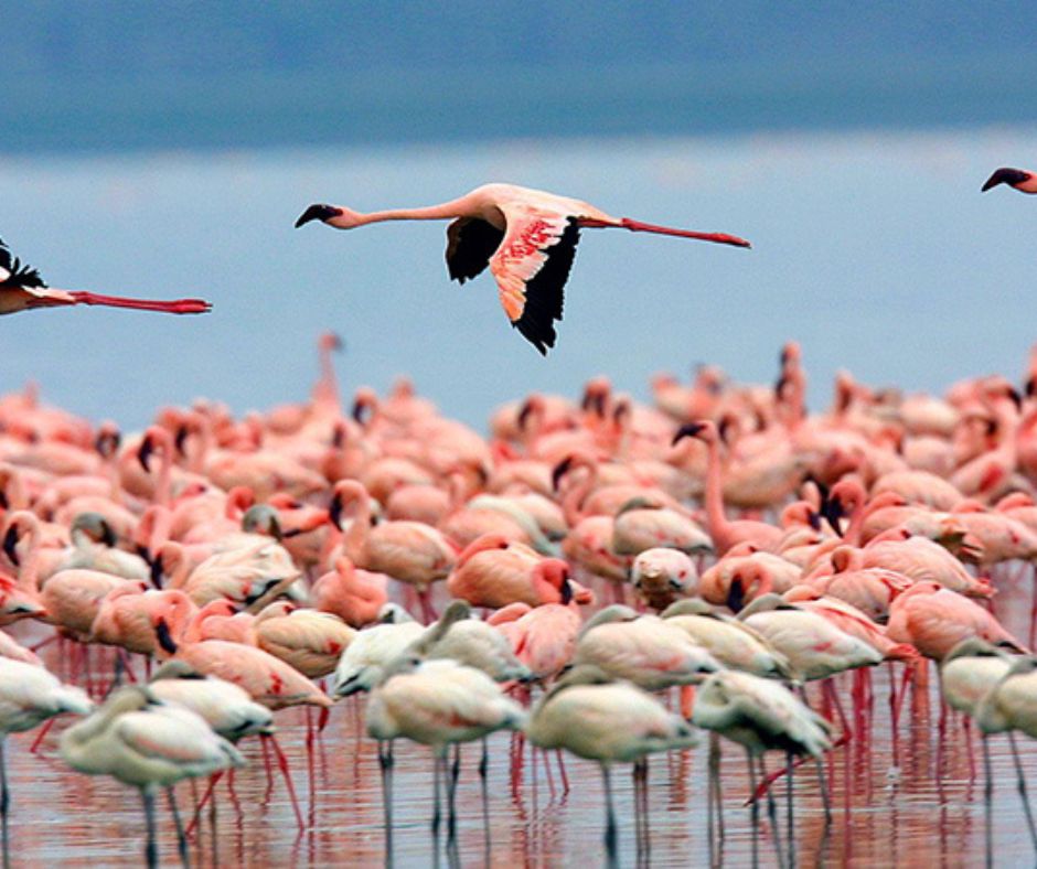 3-Day Private Lake Nakuru - Lake Naivasha Tour