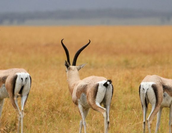 Who Offers Affordable Safari Packages in Kenya?