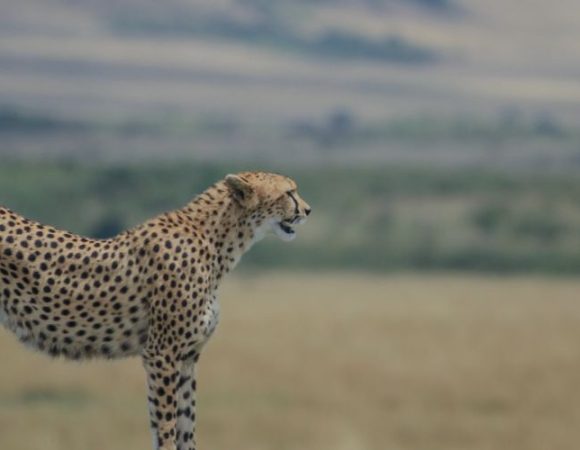 Is Amboseli Worth Visiting?