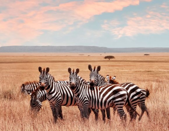Affordable Maasai Mara Safari Packages