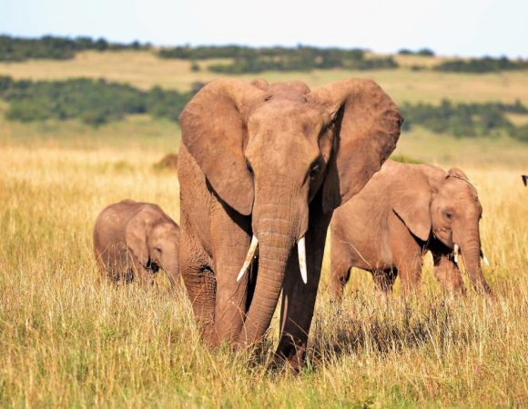 5-Day Luxurious Minivan Wildlife Adventure