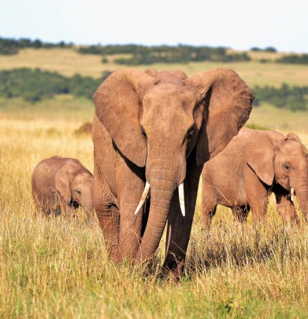 5-Day Luxurious Minivan Wildlife Adventure