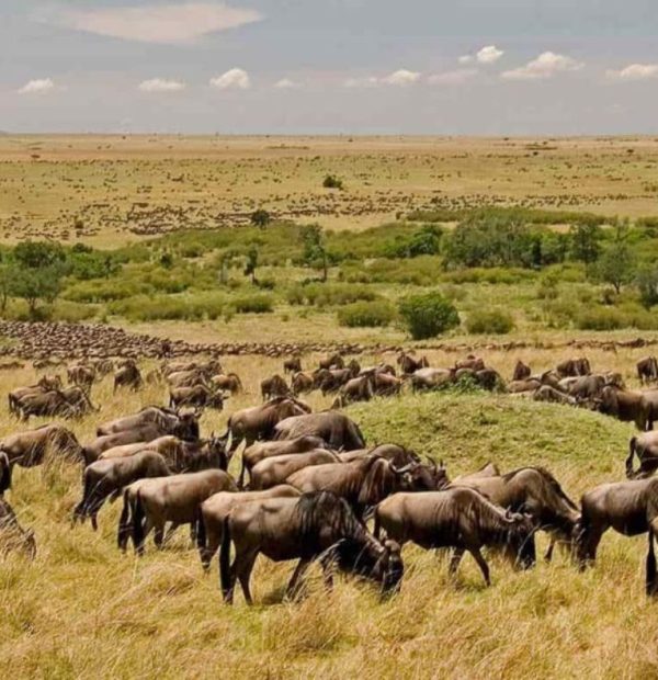 1-Day Amboseli Safariand Masai Village Experience