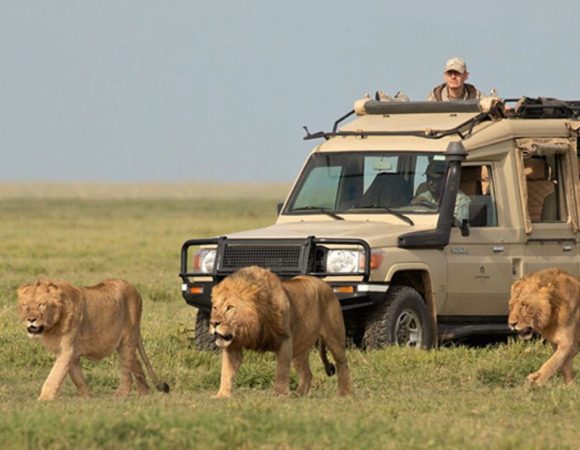 3-Day Private Tour Van Safari