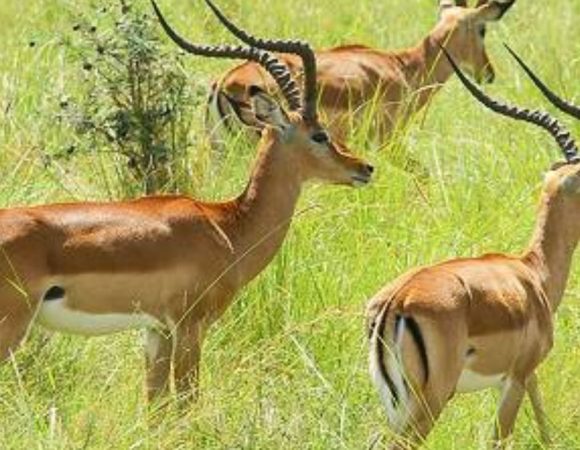 5-Day Amboseli-Tsavo West-Tsavo East Private Tour