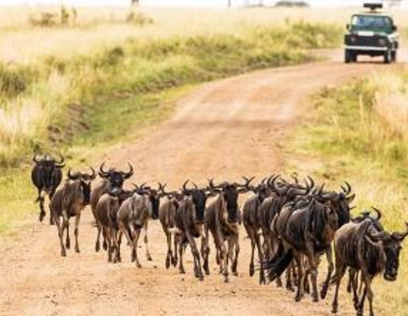 Honeymoon Safari Packages Kenya