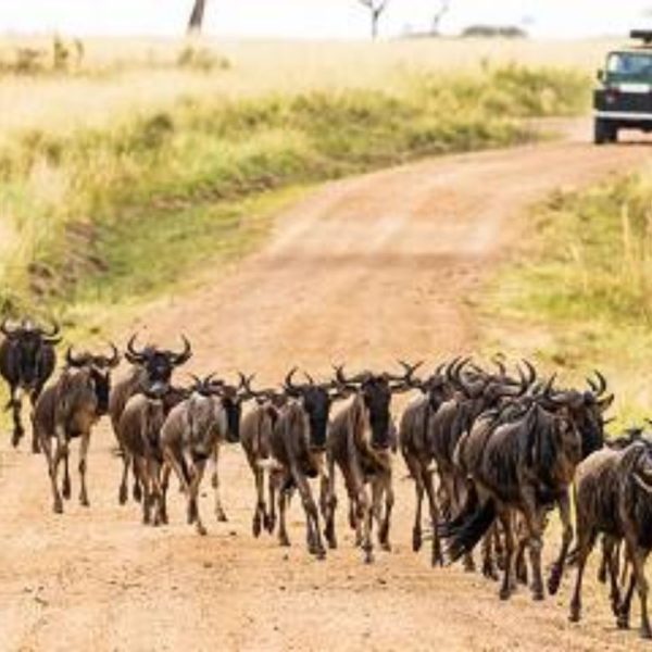 3-Day Masai Mara NR Group Tour