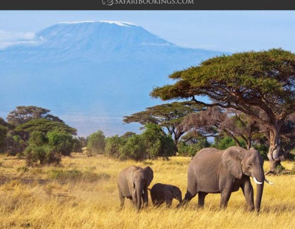 How Much Does a Kenya Safari Cost?