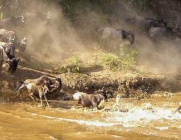 How Many Days Are Enough for a Kenya Safari?