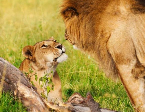 Big Five Safari Tours Kenya