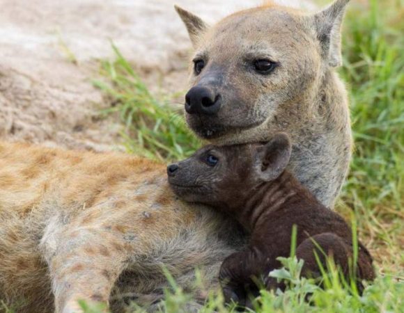 How Much Does a Nairobi National Park Tour Cost?
