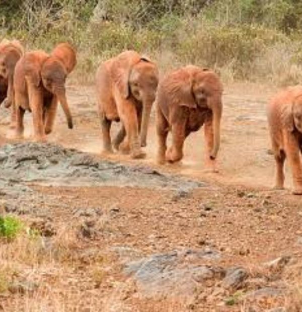 5-Day Private Mara-Lake Nakuru-Amboseli Tour Van Safari