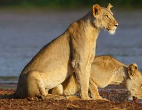 Family Safari Packages in Kenya