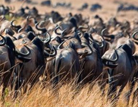 When Is the Best Time to Visit Maasai Mara?