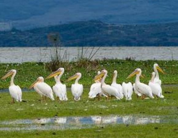 What Animals Are Found in Lake Nakuru National Park?
