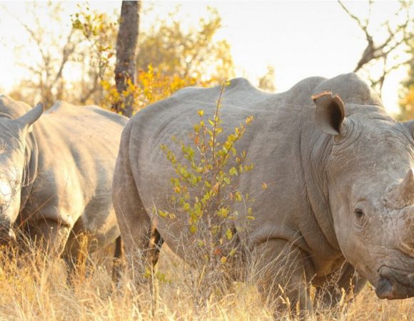 4-Day Ol Pejeta Conservancy & Lake Naivasha Private Tour