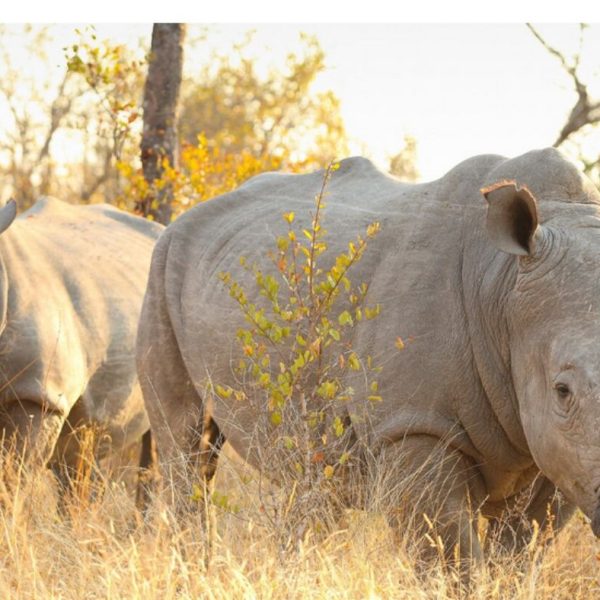 4-Day Ol Pejeta Conservancy & Lake Naivasha Private Tour