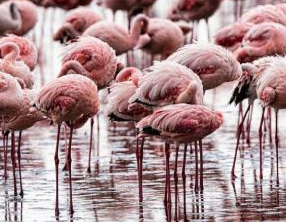5-Day Mid-Range Lakes and Amboseli NP Tour