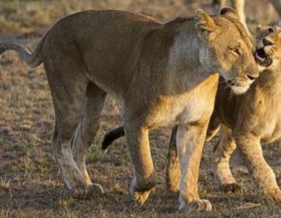 Safari Tours Nairobi : Discover Kenya’s Best Wildlife Adventures