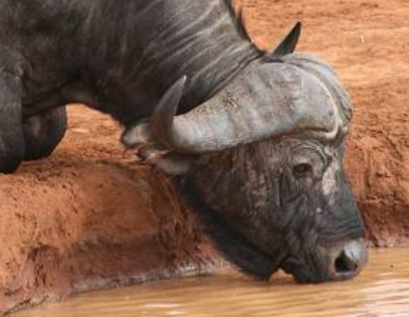 What Is the Best Safari in Kenya?