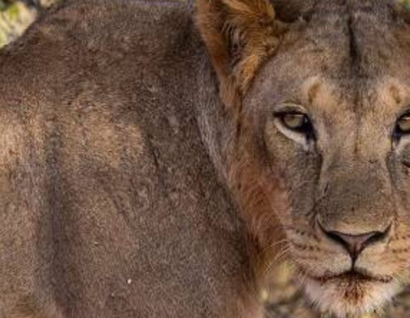 4-Day Mara – Lake Nakuru Group Tour
