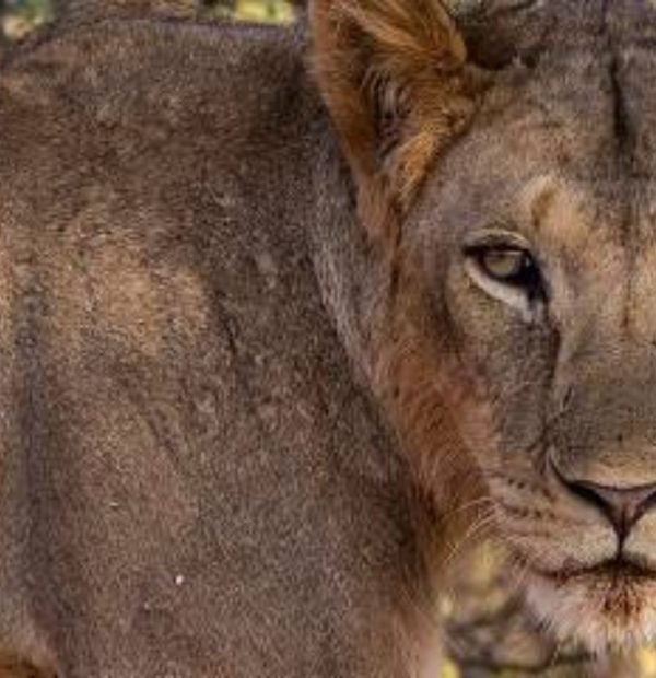4-Day Mara - Lake Nakuru Group Tour