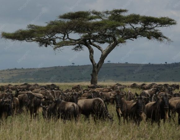 3-Day Maasai Mara Safari from Nairobi