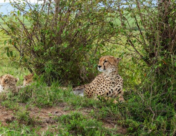 4-Day Luxury Tour