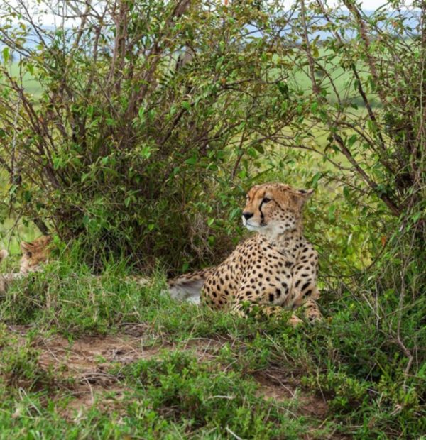4-Day Luxury Tour