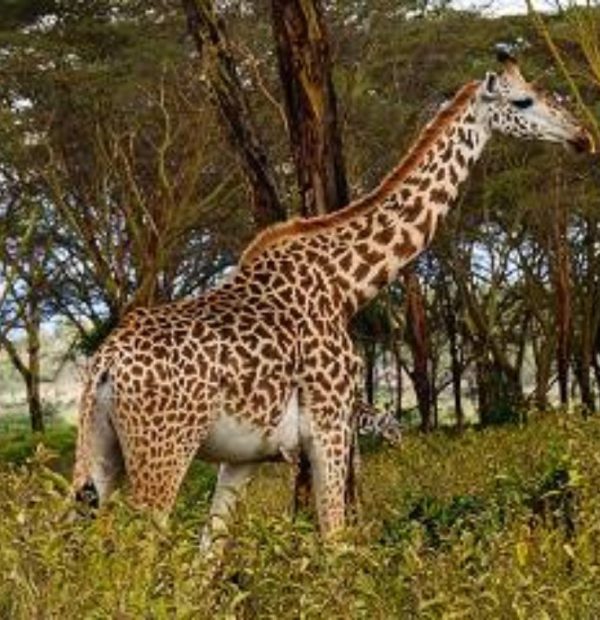 6-Day Masai Mara-Lake Nakuru-Amboseli Private Tour