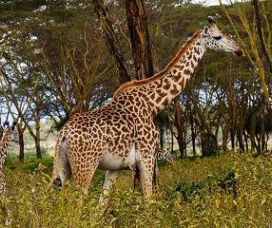 6-Day Masai Mara-Lake Nakuru-Amboseli Private Tour