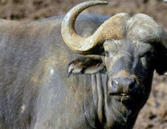 Kenya Holiday Packages