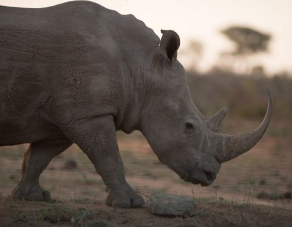 3-Day Private Amboseli NP Memorial Safari