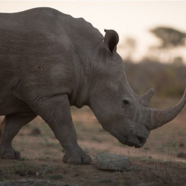 3-Day Private Amboseli NP Memorial Safari