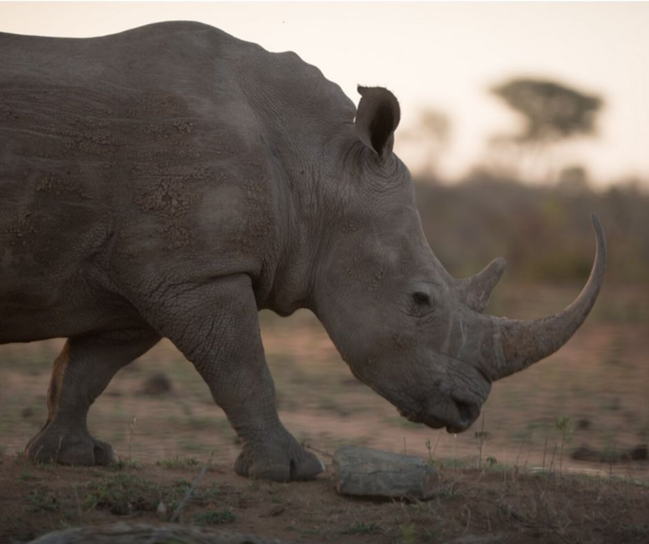 3-Day Private Amboseli NP Memorial Safari