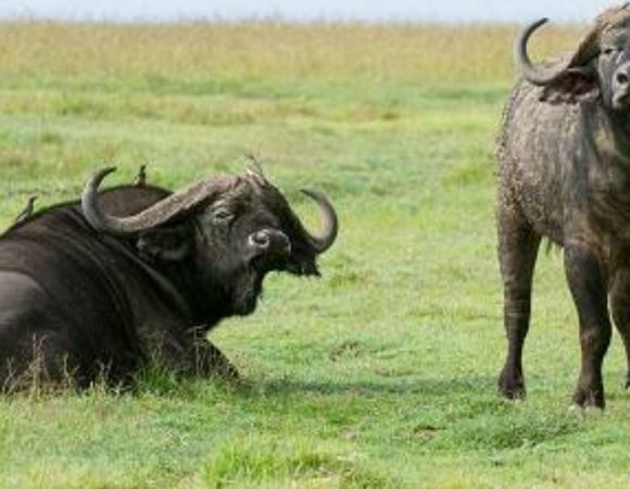 5-Day Masai Mara-Lake Nakuru-Amboseli NP Tour