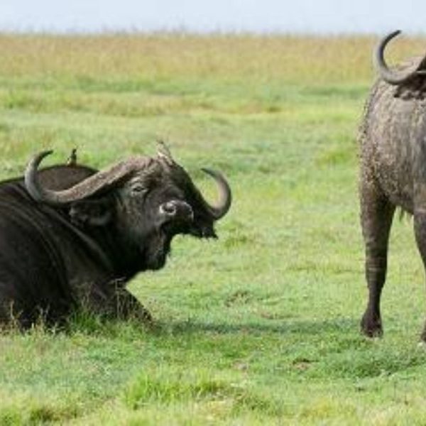 5-Day Masai Mara-Lake Nakuru-Amboseli NP Tour