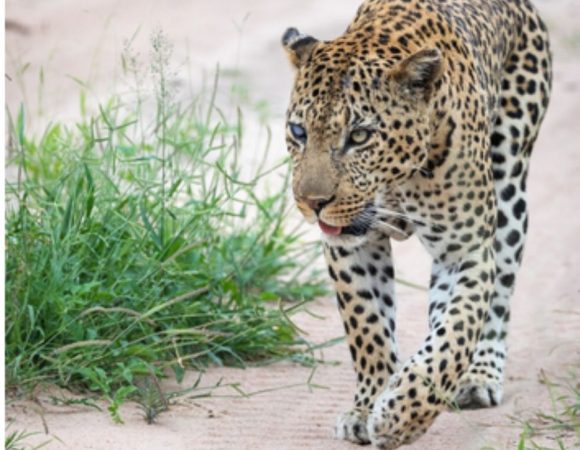 Which Park Is Best for Seeing Elephants in Kenya?