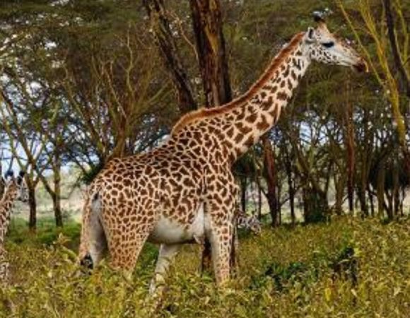 What Is the Best Safari in Kenya?
