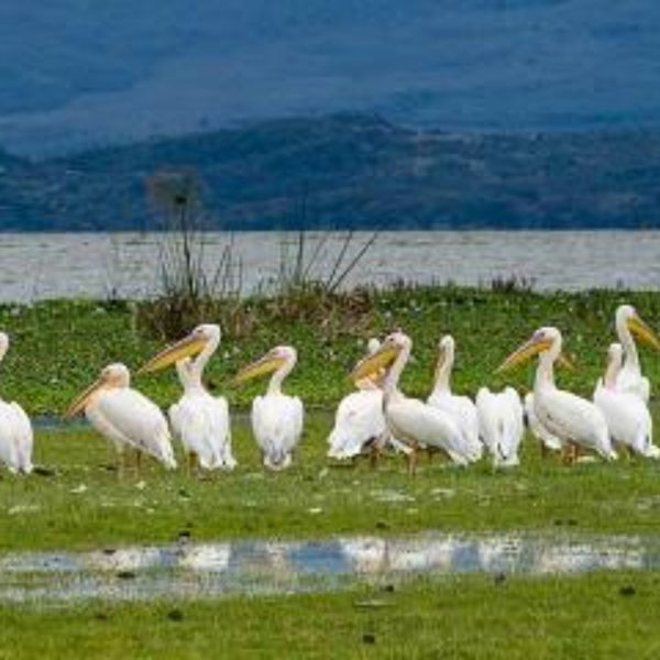 7-Day The Lake-Amboseli and Beach Holiday