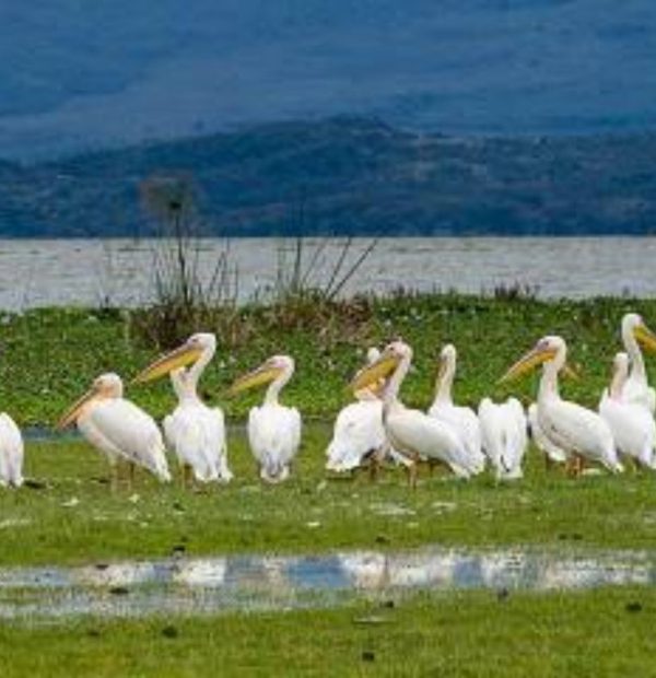 7-Day The Lake-Amboseli and Beach Holiday