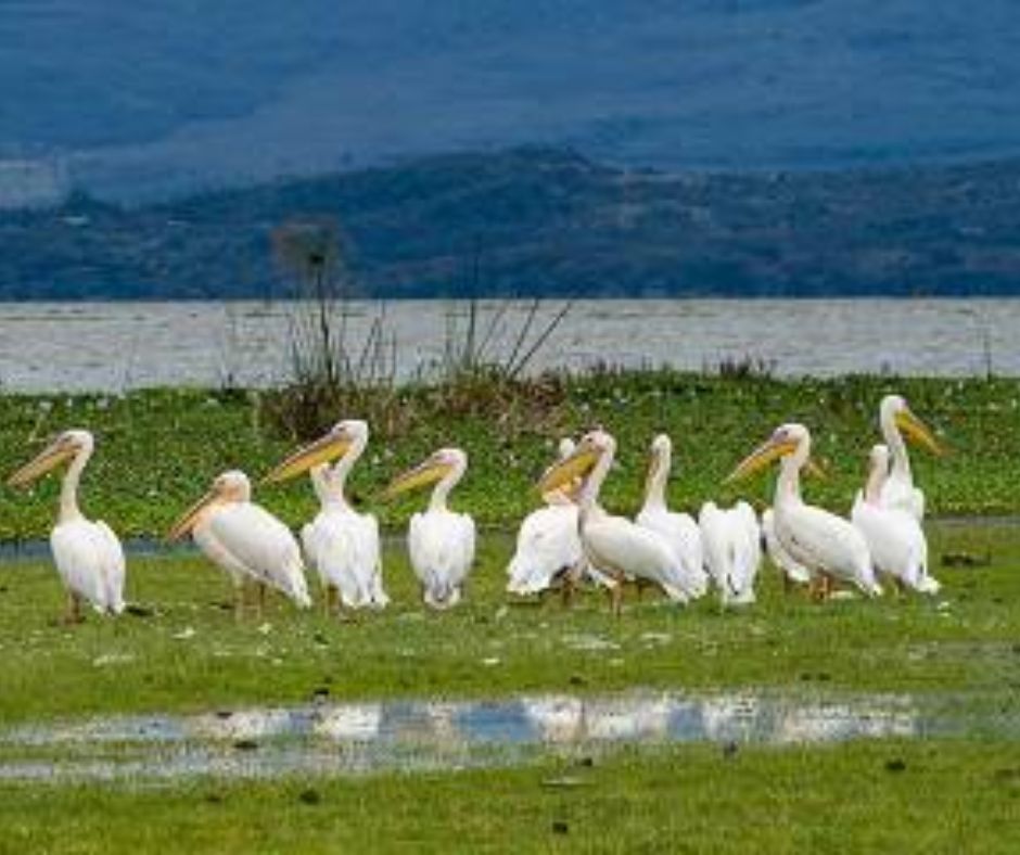 7-Day The Lake-Amboseli and Beach Holiday