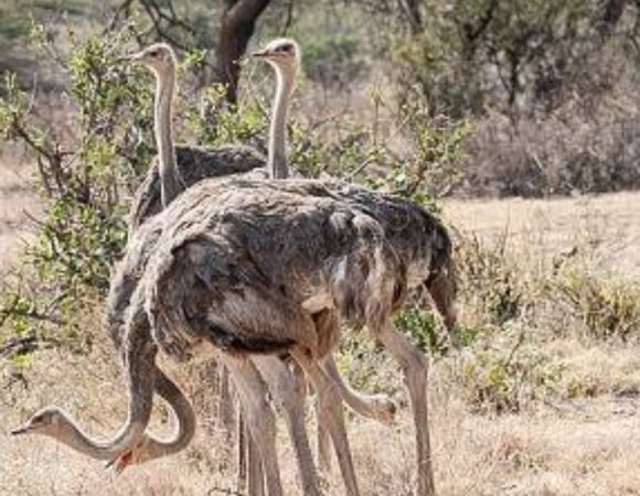 Best Private Safari Tours in Kenya