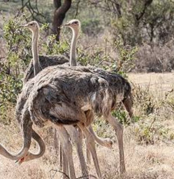 5-Day Sopa Lodges Kenyan Safari